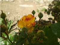 789e7d8e-Picture 5916.jpg